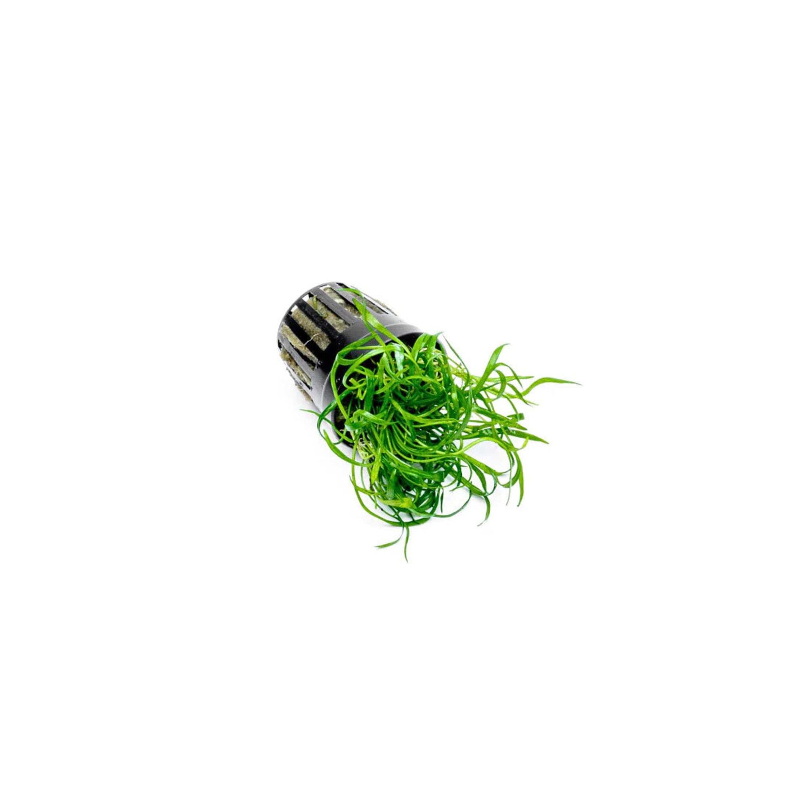 Micro Sword NarrowLeaf (Lilaeopsis Zelandiae)