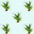Microsorum Java Fern, live plants, Canton, TX aquarium.