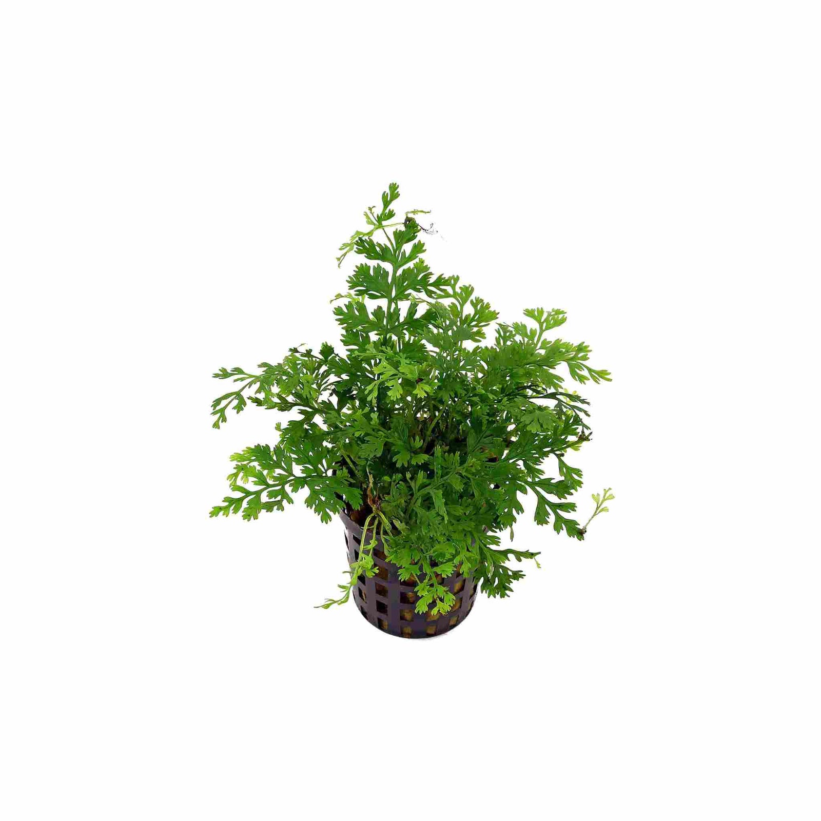 Bolbitis Heteroclita Difformis 