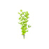 Mint Charlie (Micromeria Brownei)