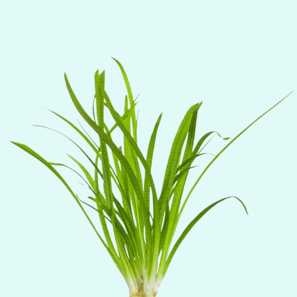 Mixed Plant Bunch, Premium Assorted, aquarium decor, Texas shop.