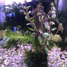 Mixed Plant Bunch, assorted decor plants, USA.