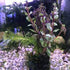 Mixed Plant Bunch, assorted decor plants, USA.