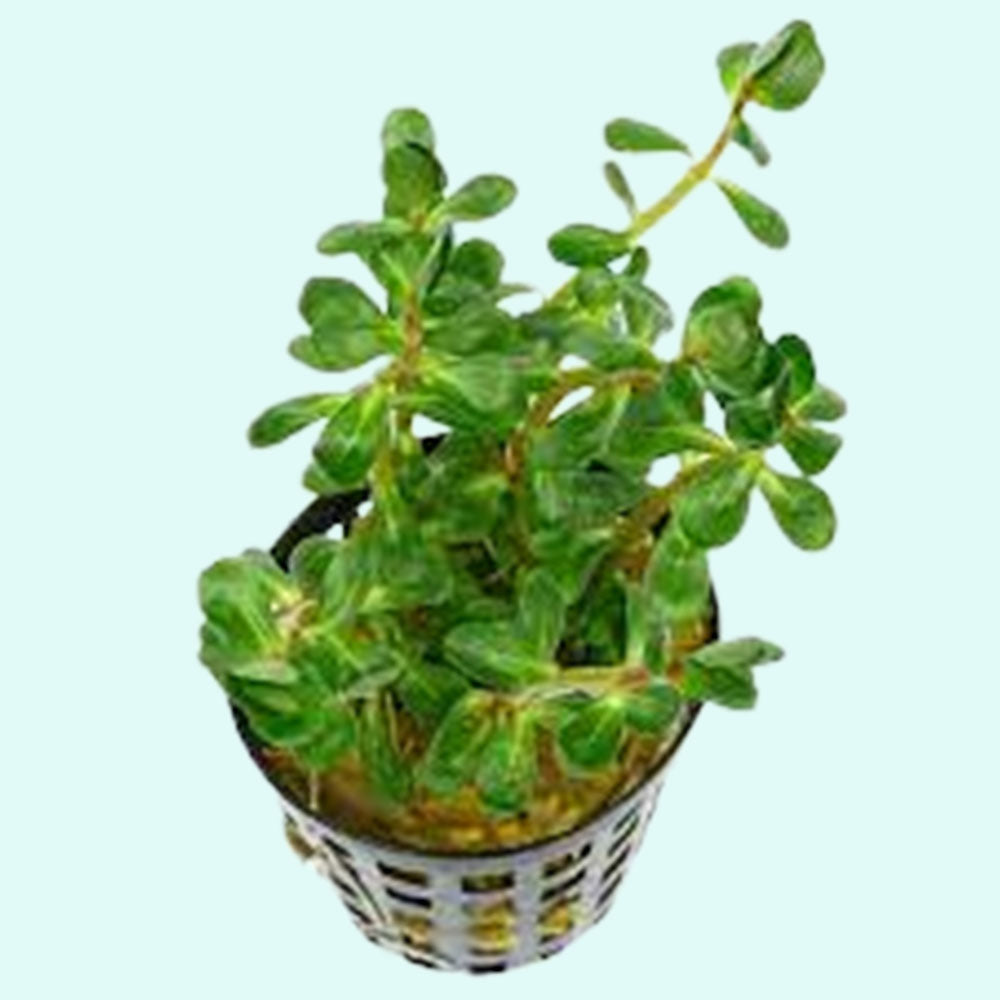 Mixed Plant Bunch, assorted green plants, USA.
