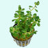 Mixed Plant Bunch, assorted green plants, USA.