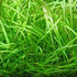 Mixed Plant Bunch, assorted tank plants, Texas shop.