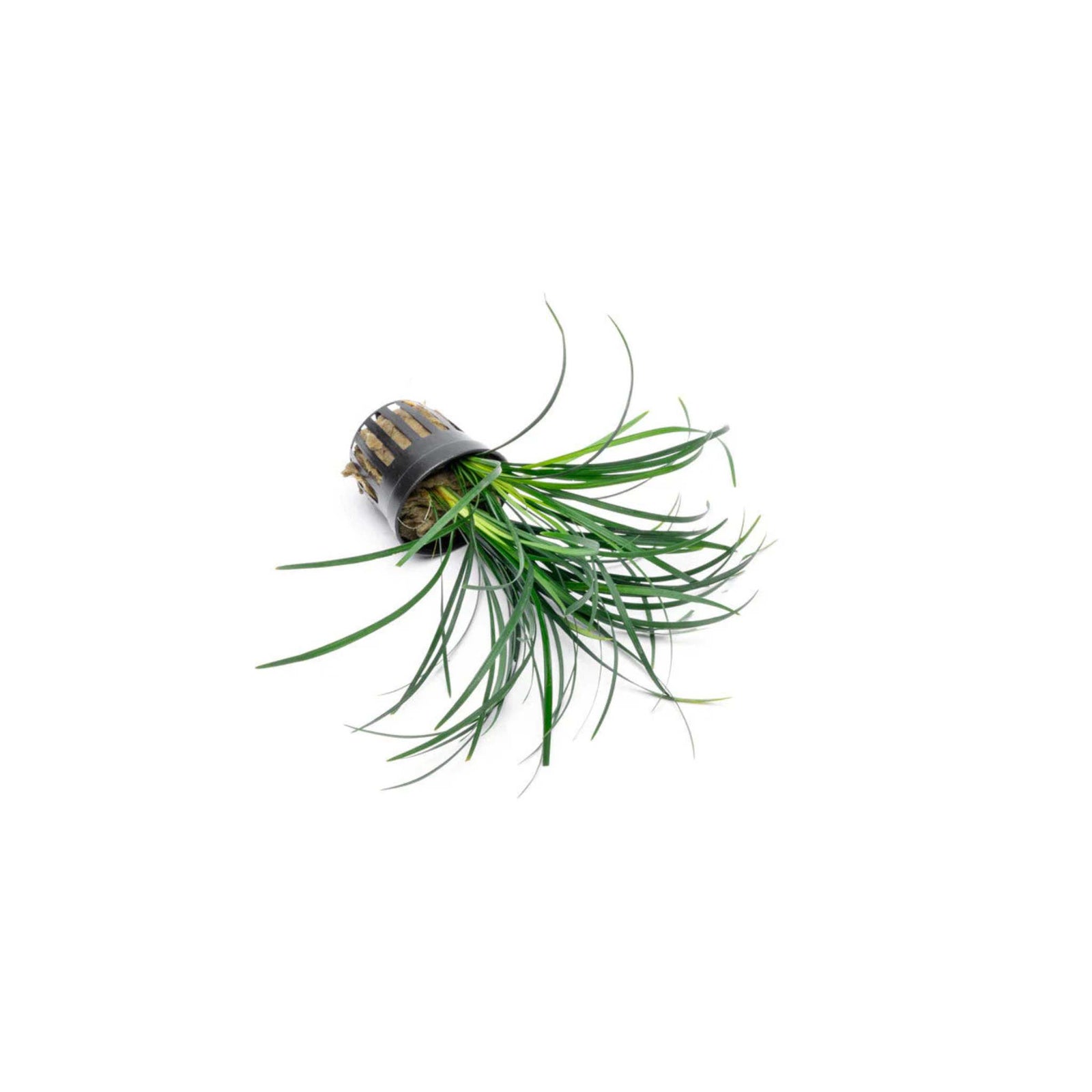 Mondo Grass (Ophiogon Japonica)