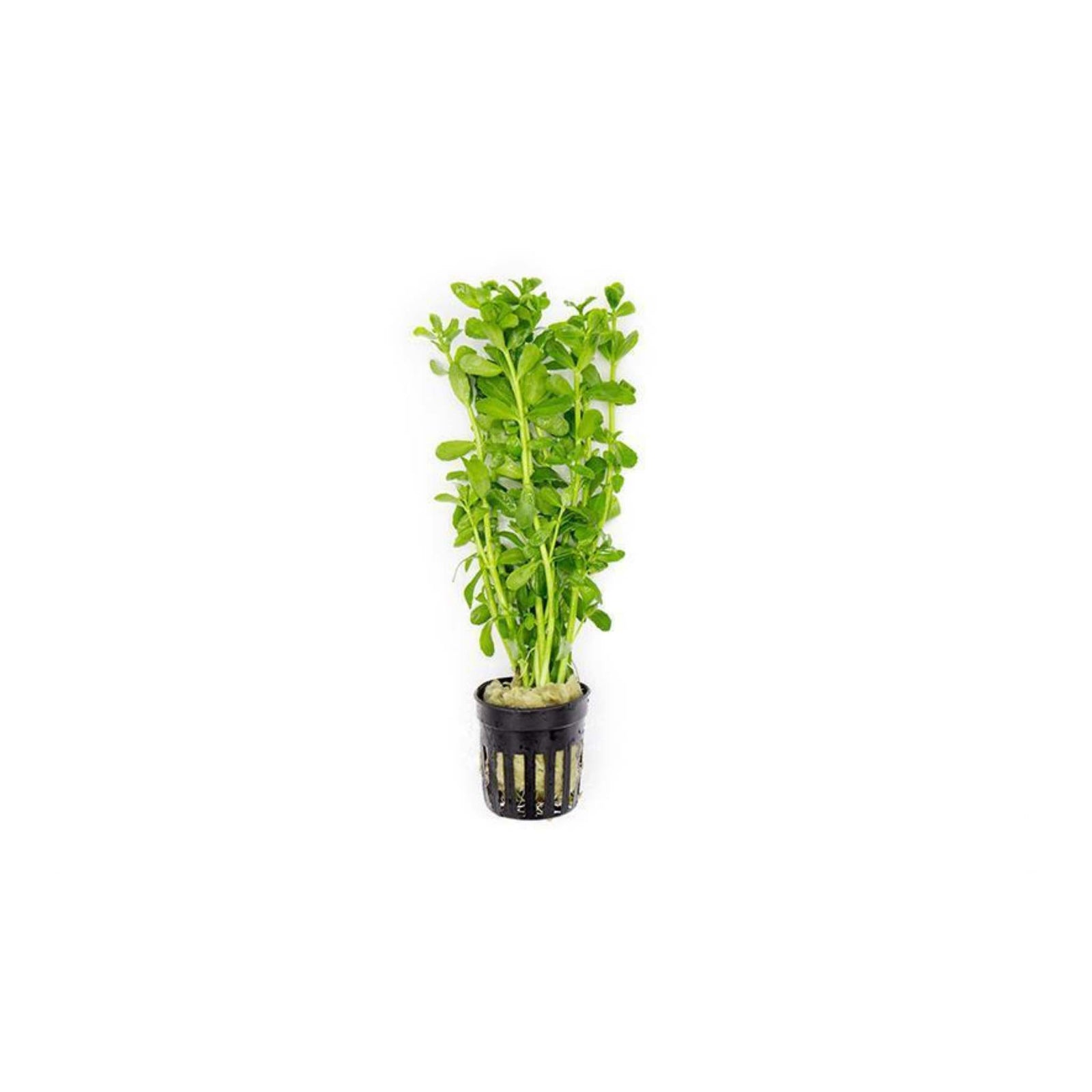 MoneyWort Bacopa (Monnieri)