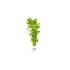 MoneyWort Bacopa (Monnieri)