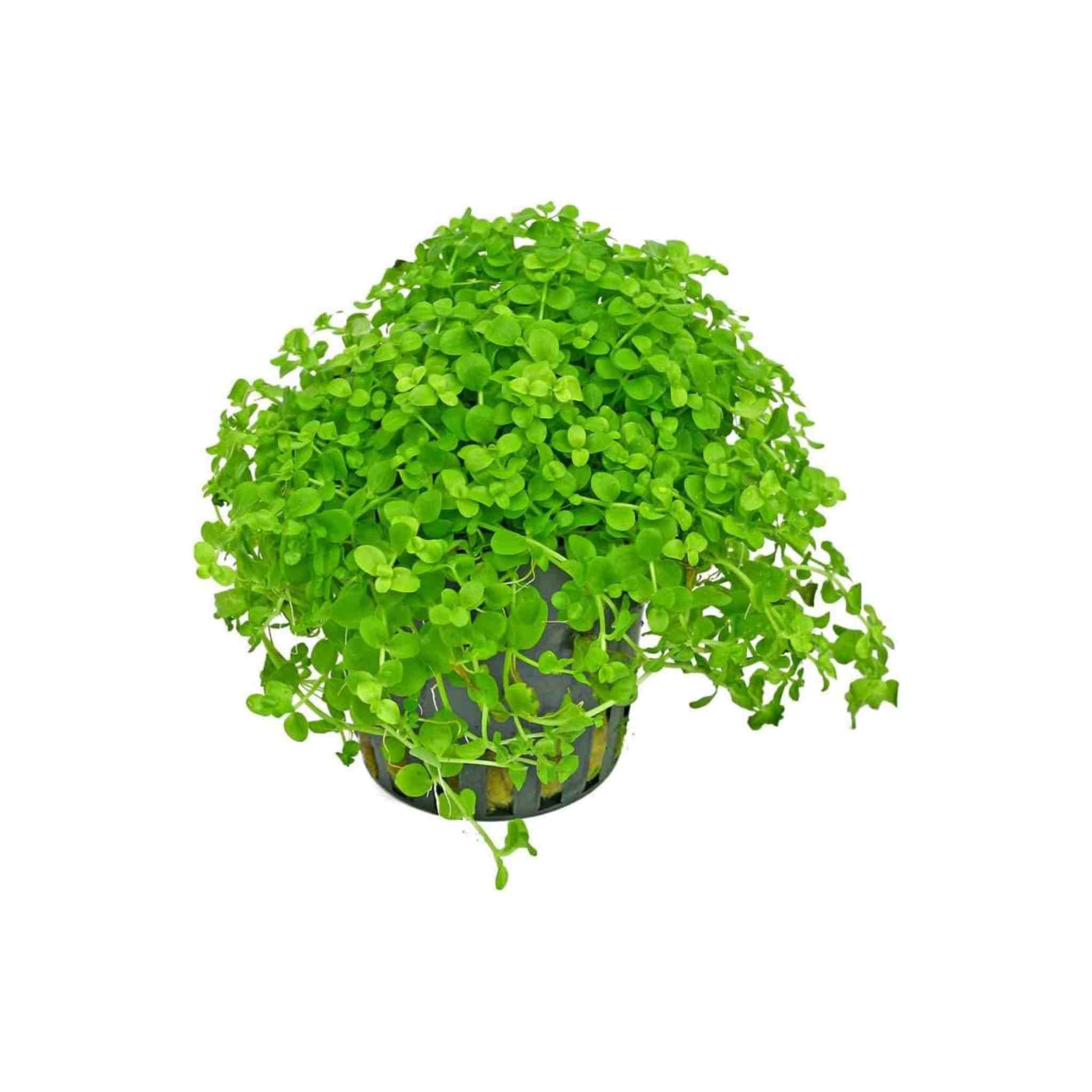 Monte Carlo Micranthemum, aquarium carpet plant, USA sale.