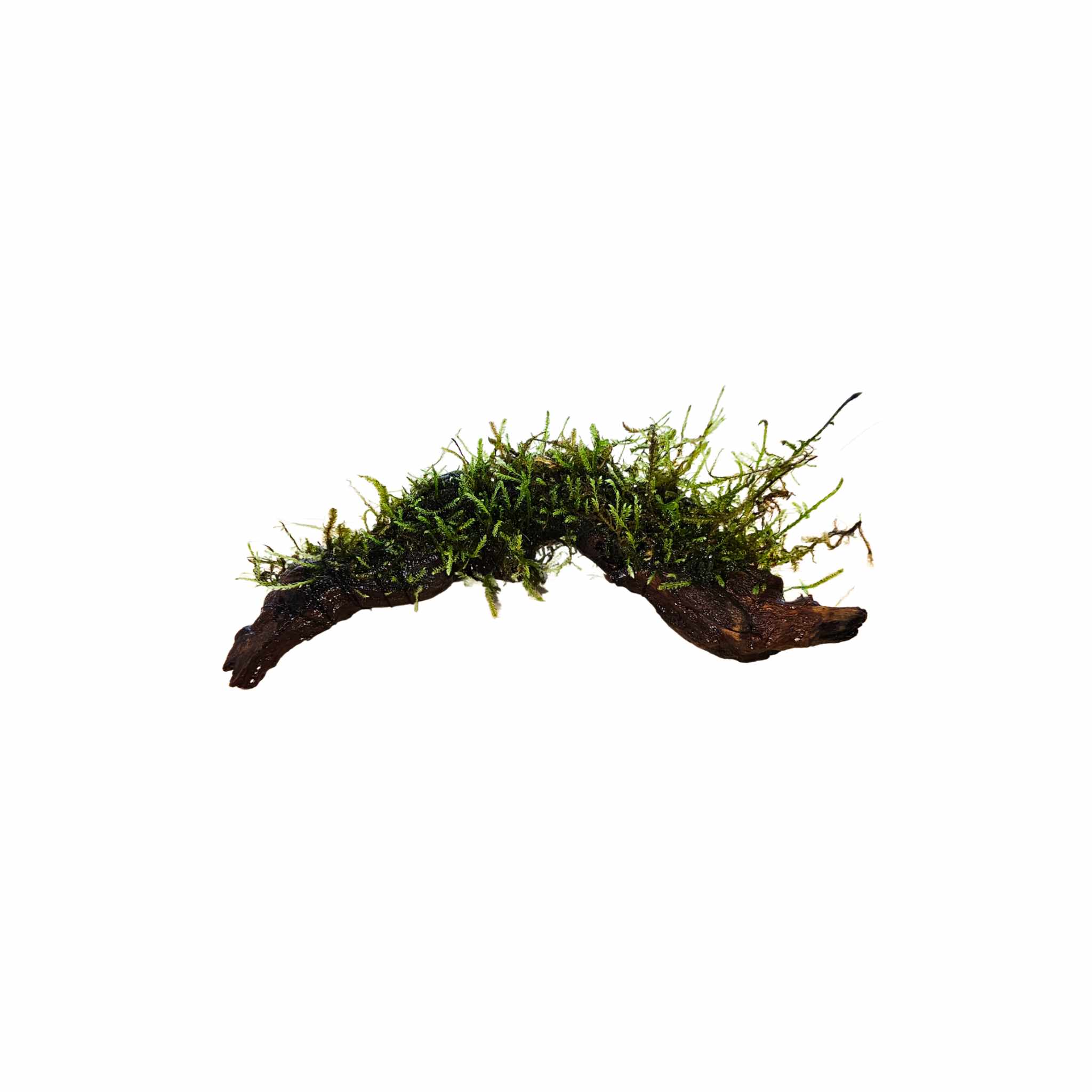 Moss on Driftwood for aquarium aquascaping, freshwater plant, USA