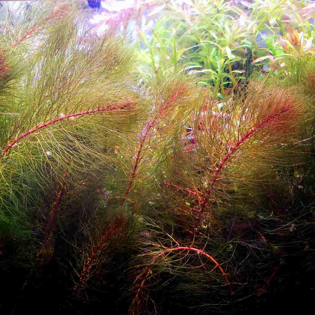 Myriophyllum Heterophyllum Myrio Red