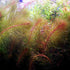 Myriophyllum Heterophyllum Myrio Red