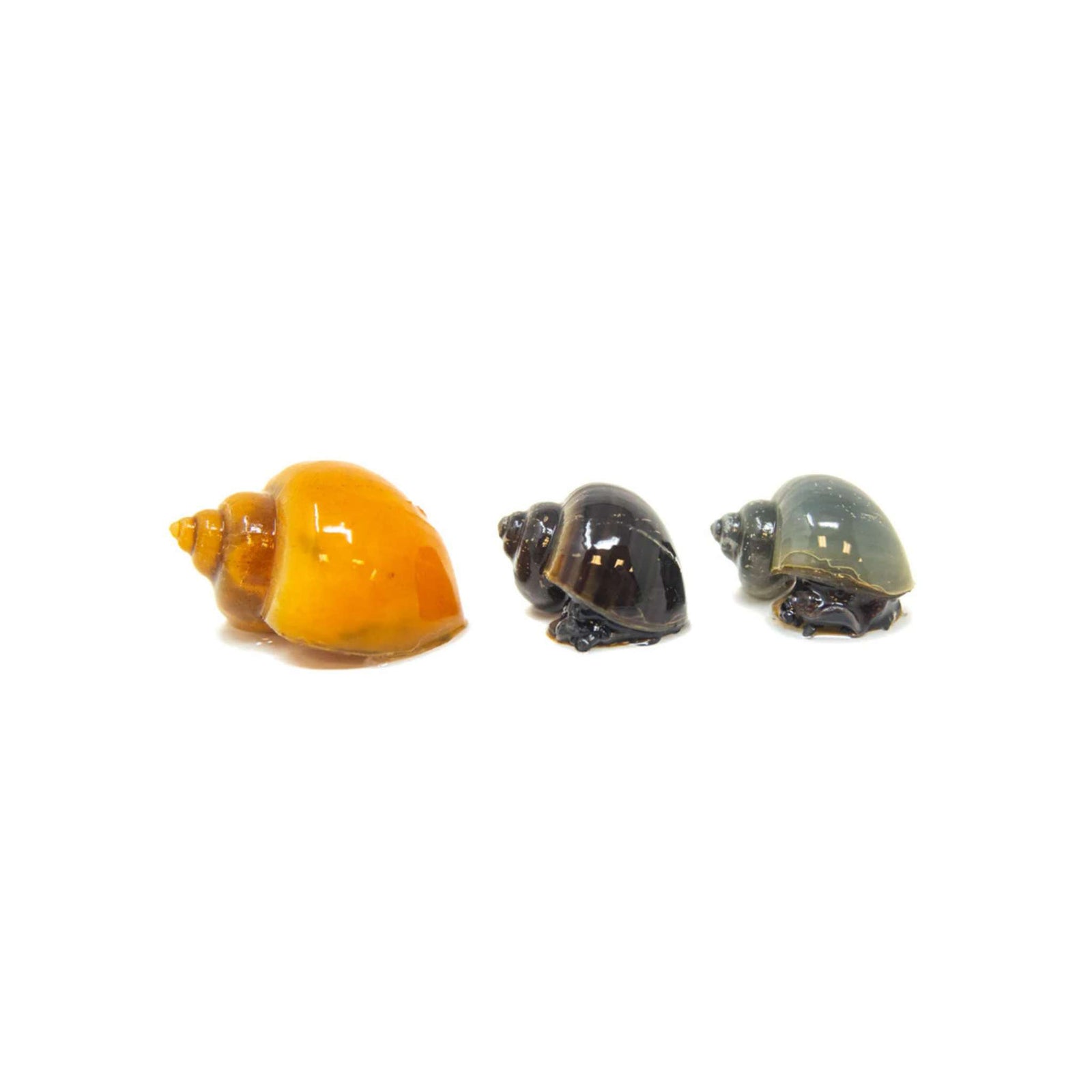 Mystery Snail (Pomacea bridgesii)
