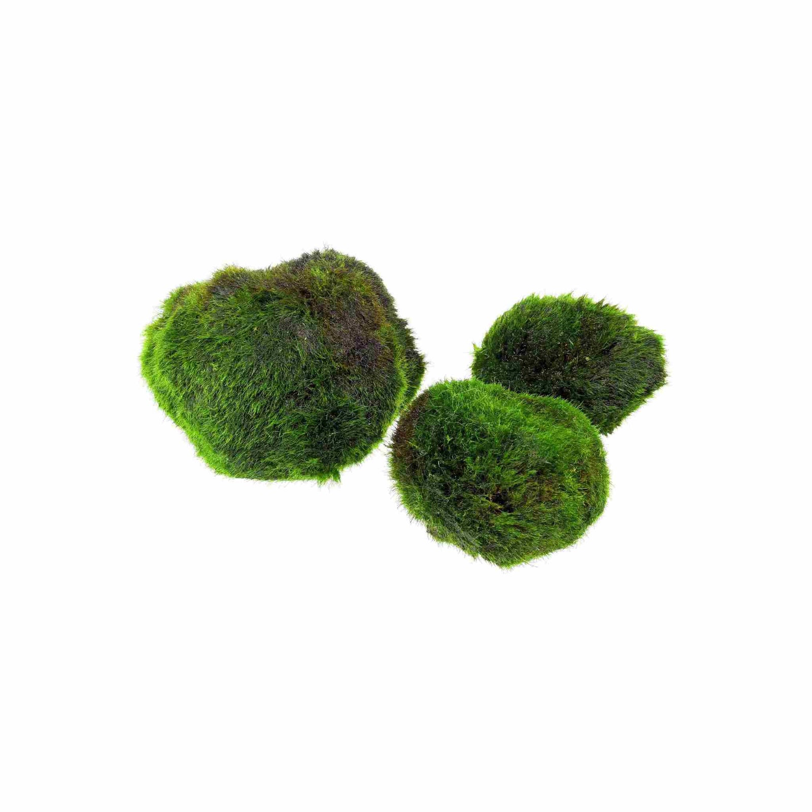 Marimo Moss Ball Aegagropila Linnaei