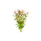 Needle Leaf Ludwigia Arcuata