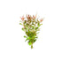 Needle Leaf Ludwigia Arcuata