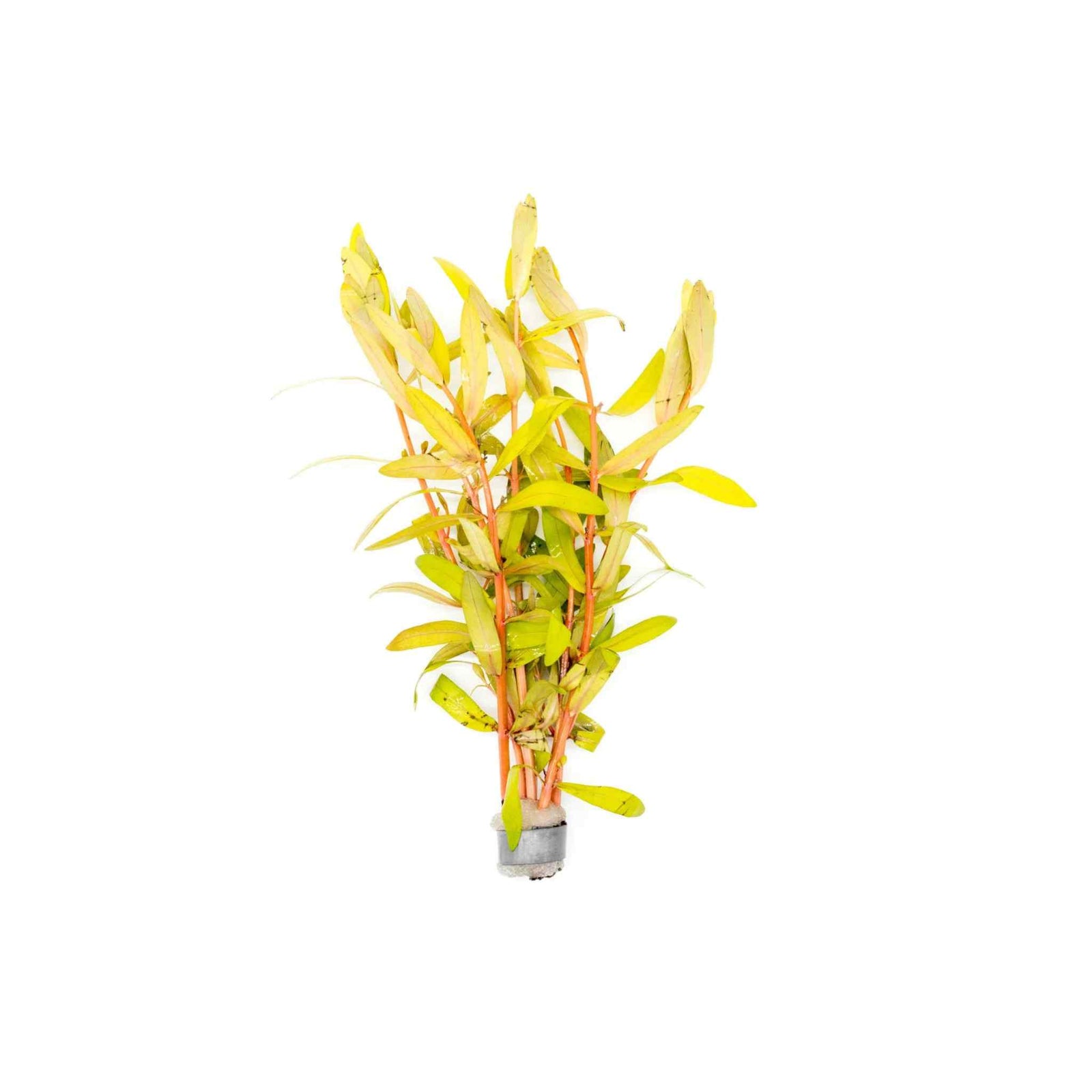 Nesaea Pedicellata (Golden) Bunch