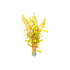 Nesaea Pedicellata (Golden) Bunch
