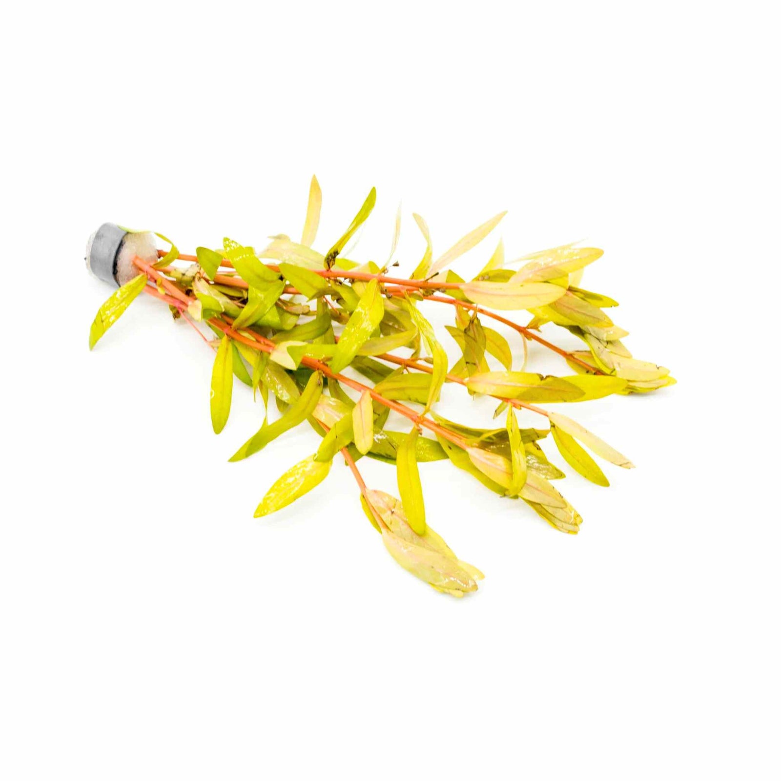 Nesaea pedicellata Golden aquascape plant growing underwater USA