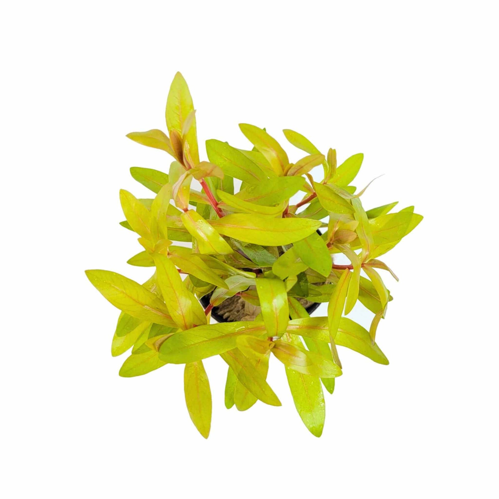 Nesaea pedicellata Golden plant in a planted_aquarium USA