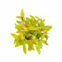 Nesaea pedicellata Golden plant in a planted_aquarium USA