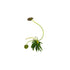 Banana Plant (Nymphoides Aquatica)