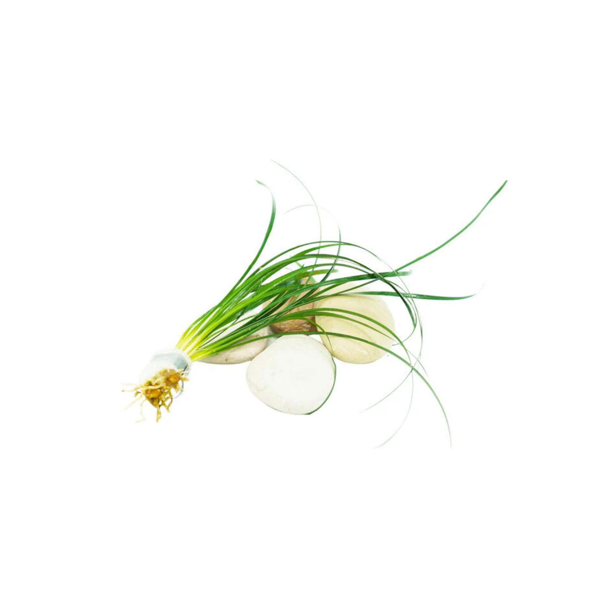 Mondo Grass (Ophiogon Japonica)