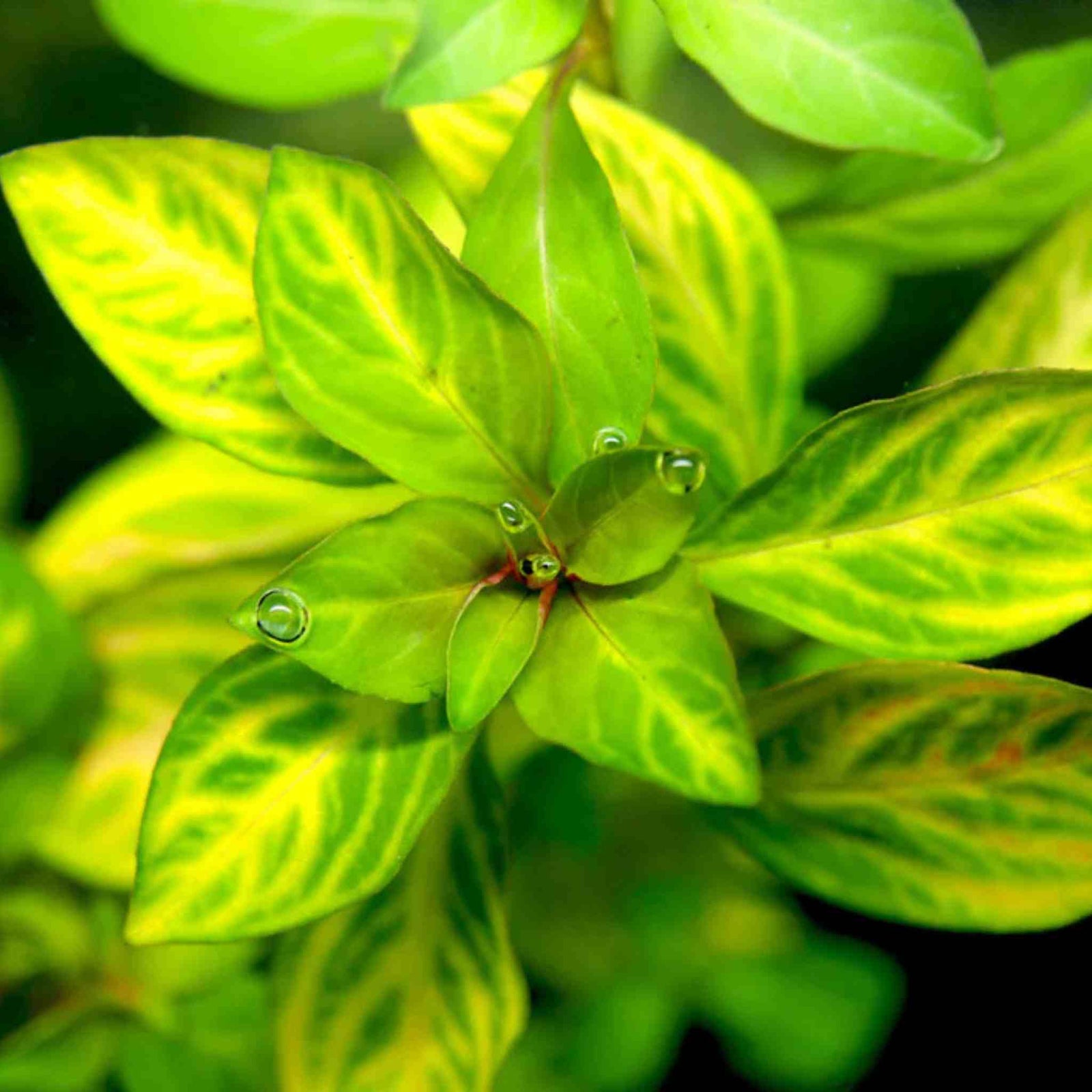 Oval Ludwigia (Ovalis)