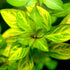 Oval Ludwigia (Ovalis)