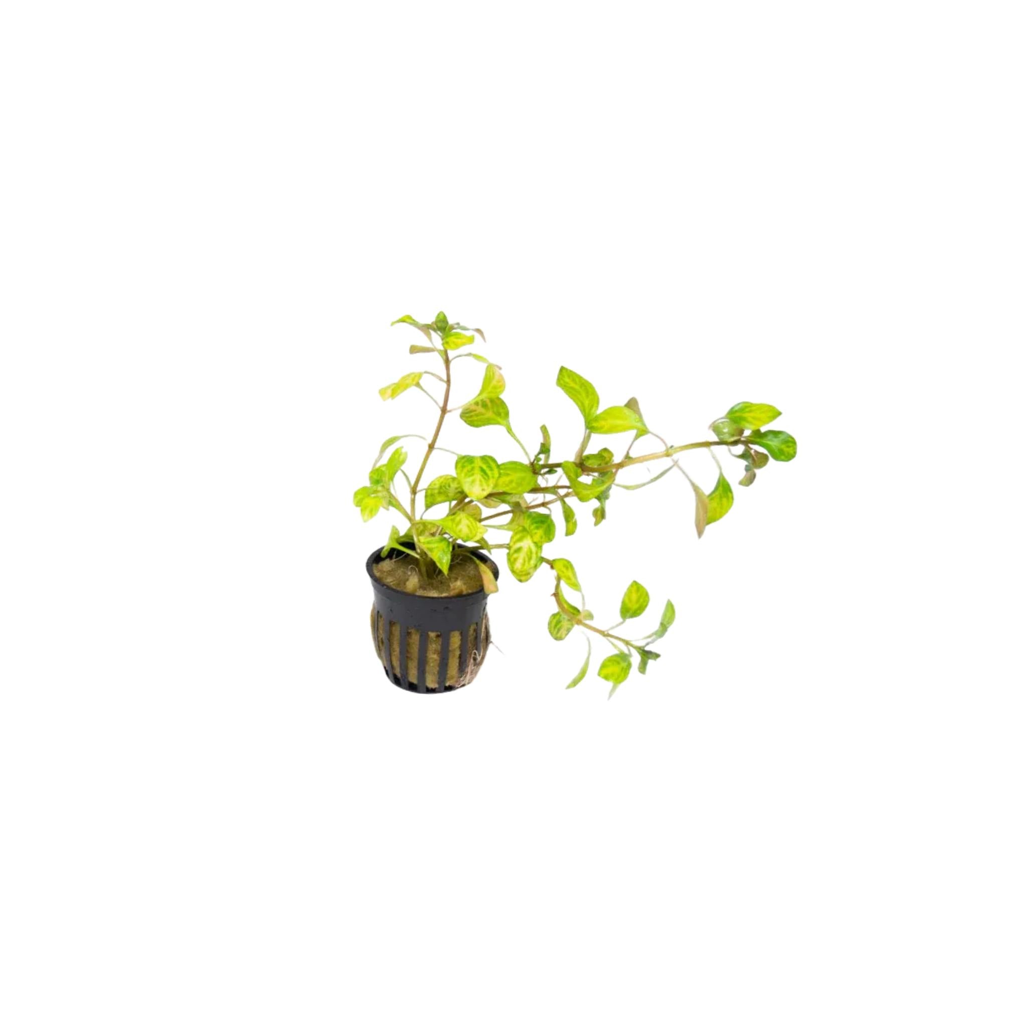 Oval Ludwigia (Ovalis)
