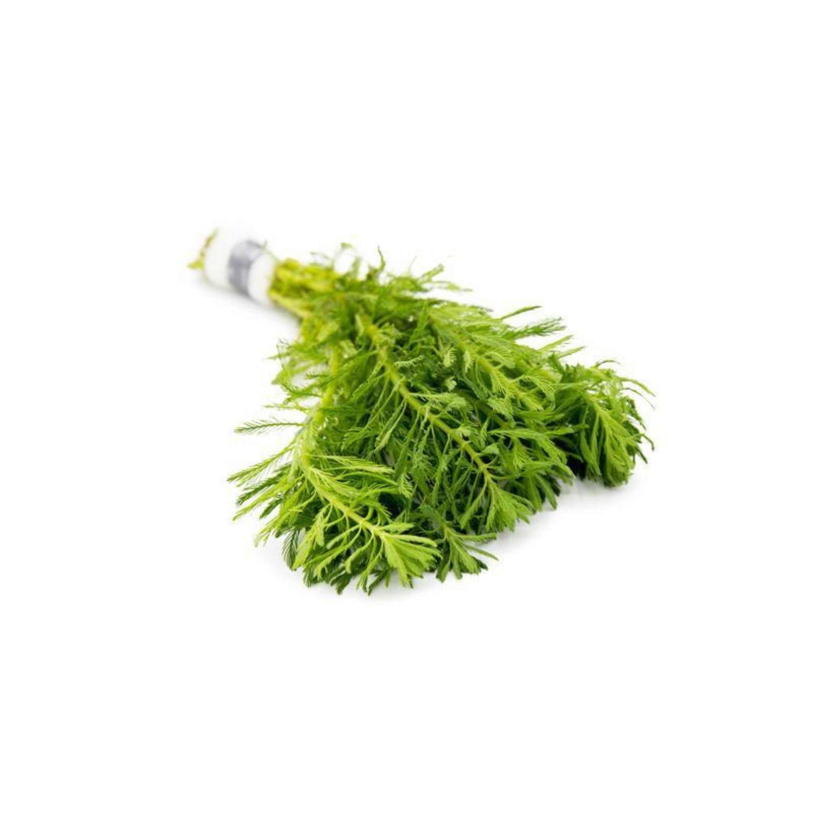 Parrot Feather Plant (Myriophyllum Aquaticum)