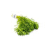 Parrot Feather Plant (Myriophyllum Aquaticum)