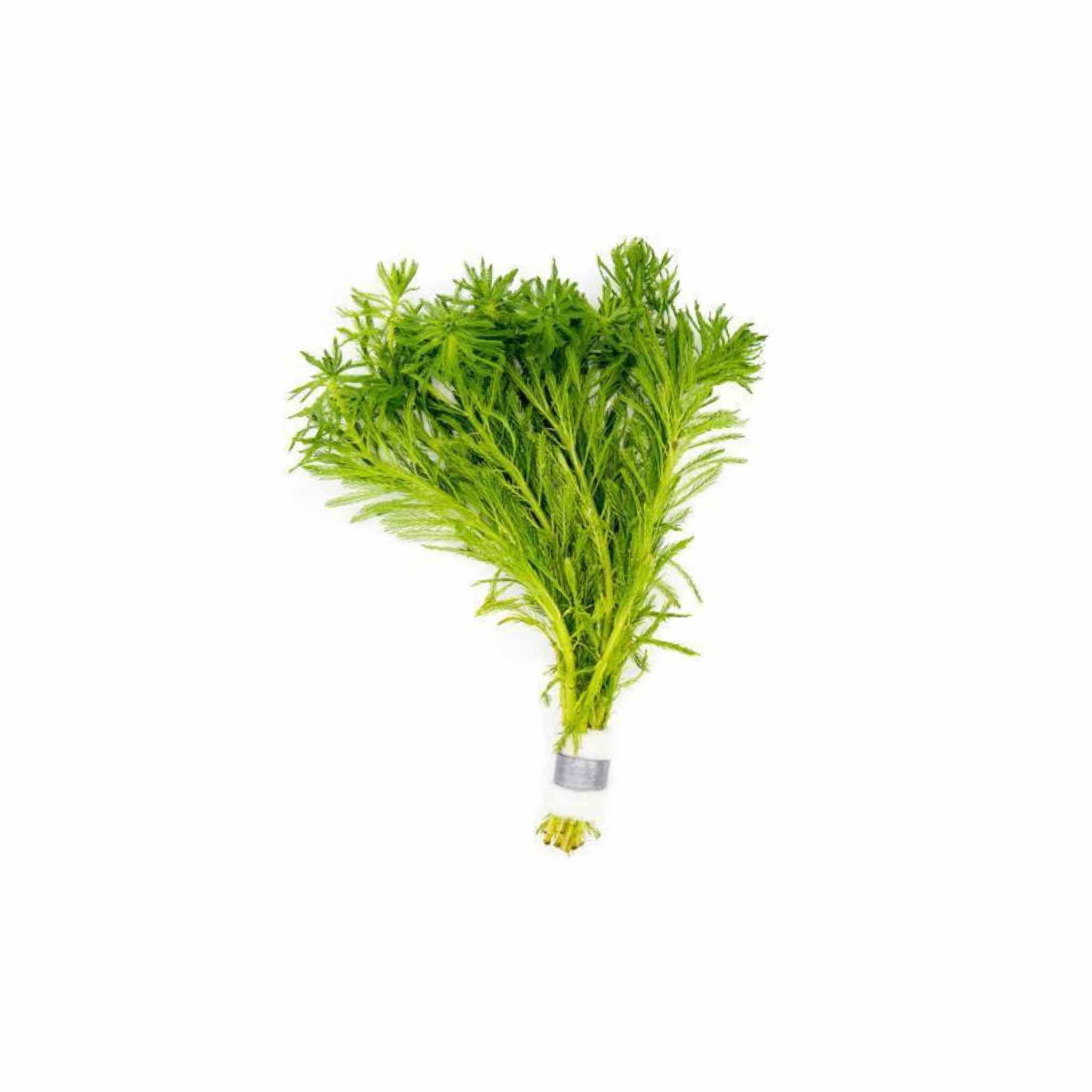 Parrot Feather Plant (Myriophyllum Aquaticum)