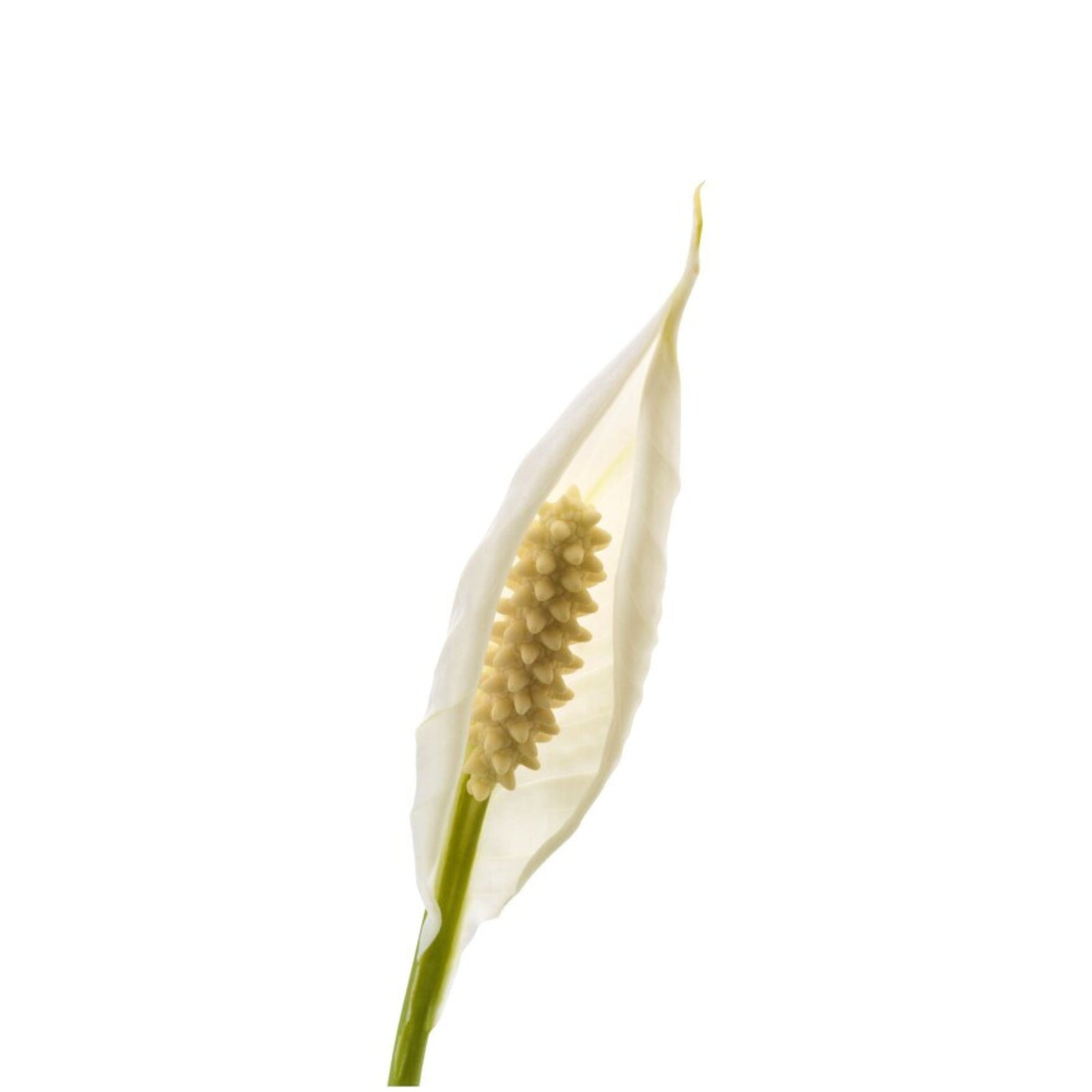 Brazilian Sword “Peace Lily” (Spathiphyllum sp)