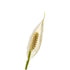 Brazilian Sword “Peace Lily” (Spathiphyllum sp)