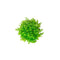 (Pearl Weed) Hemianthus Micranthemoides