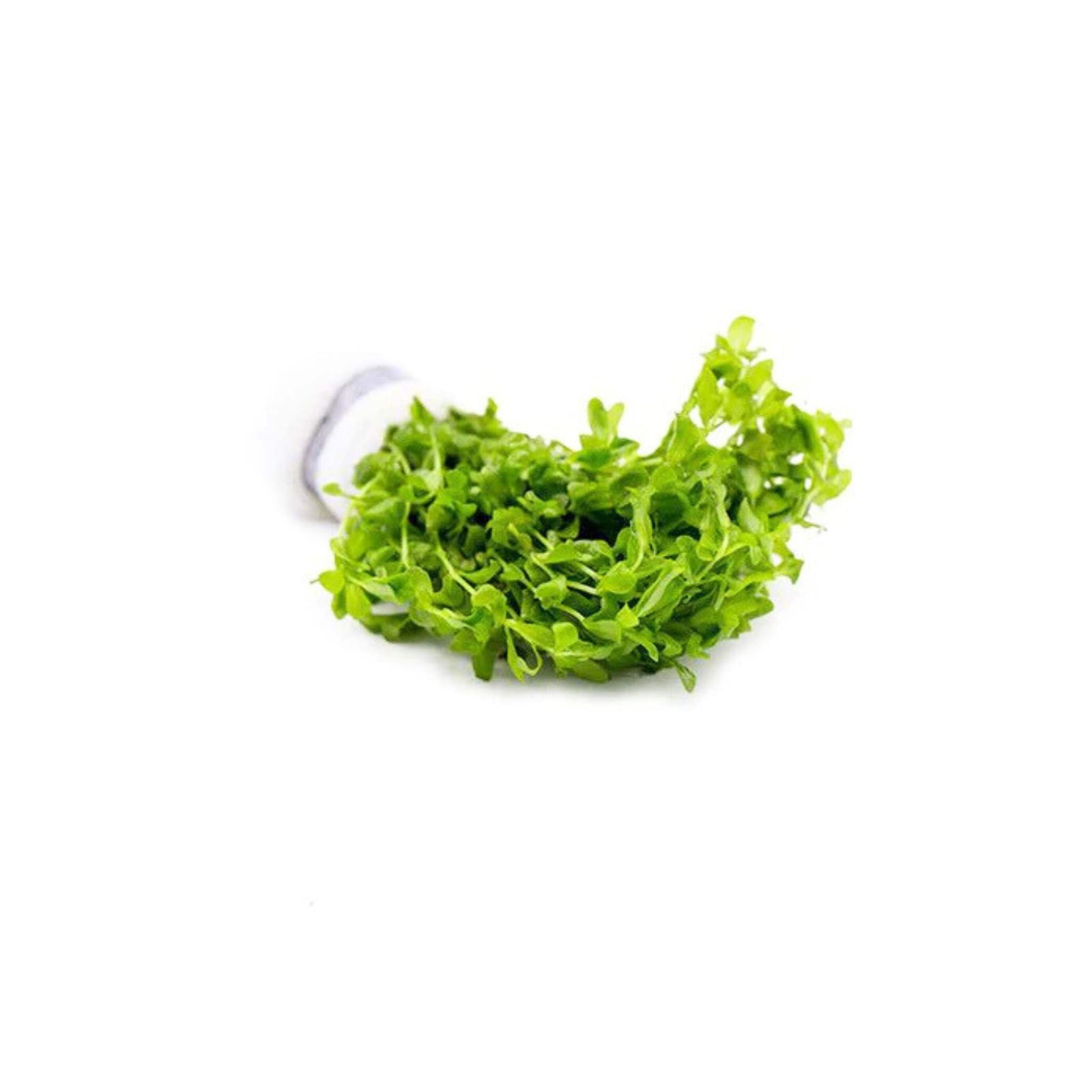 (Pearl Weed) Hemianthus Micranthemoides