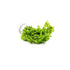 (Pearl Weed) Hemianthus Micranthemoides