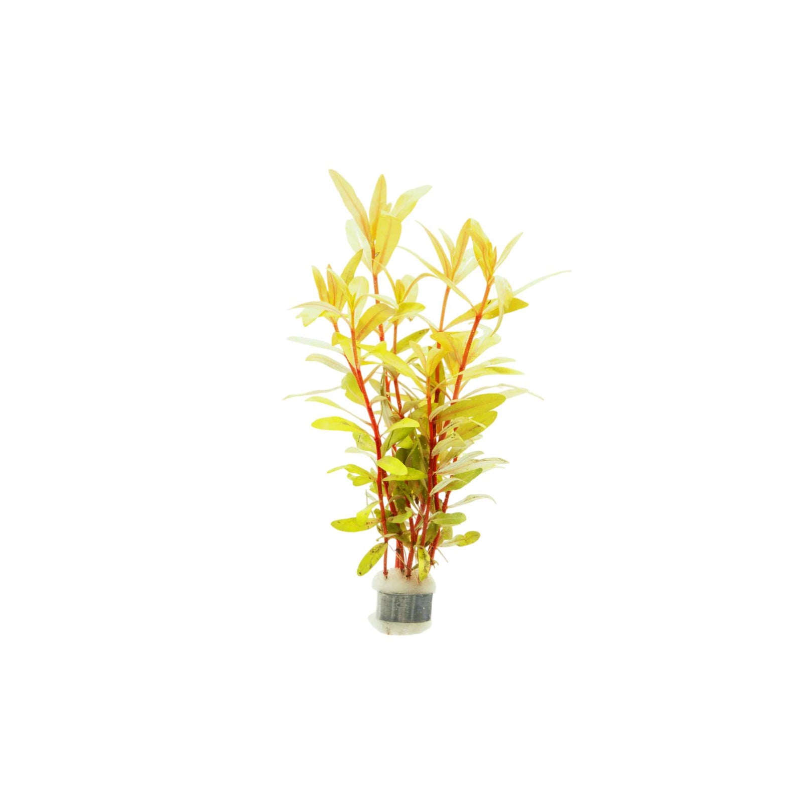 Nesaea Pedicellata (Golden) Bunch