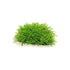 Pogostemon Helferi Bunch