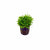 Pogostemon Helferi Bunch