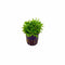 Pogostemon Helferi Bunch