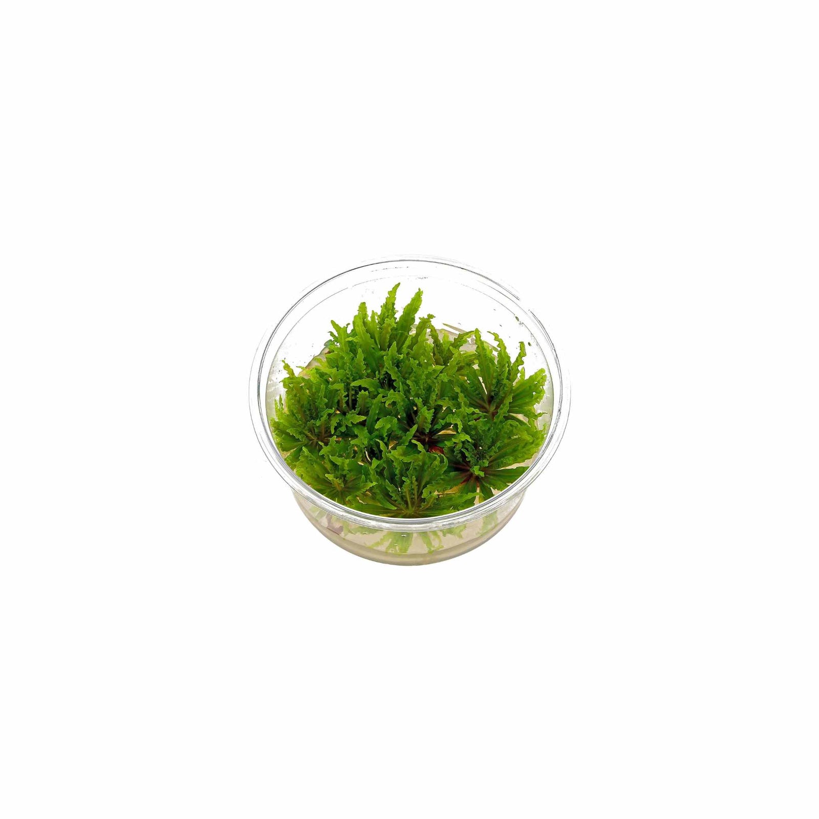 Pogostemon Helferi Bunch