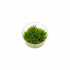 Pogostemon Helferi Bunch