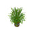 Pogostemon Stellatus Narrowleaf