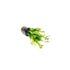 Java Fern Microsorum "Thors Hammer"