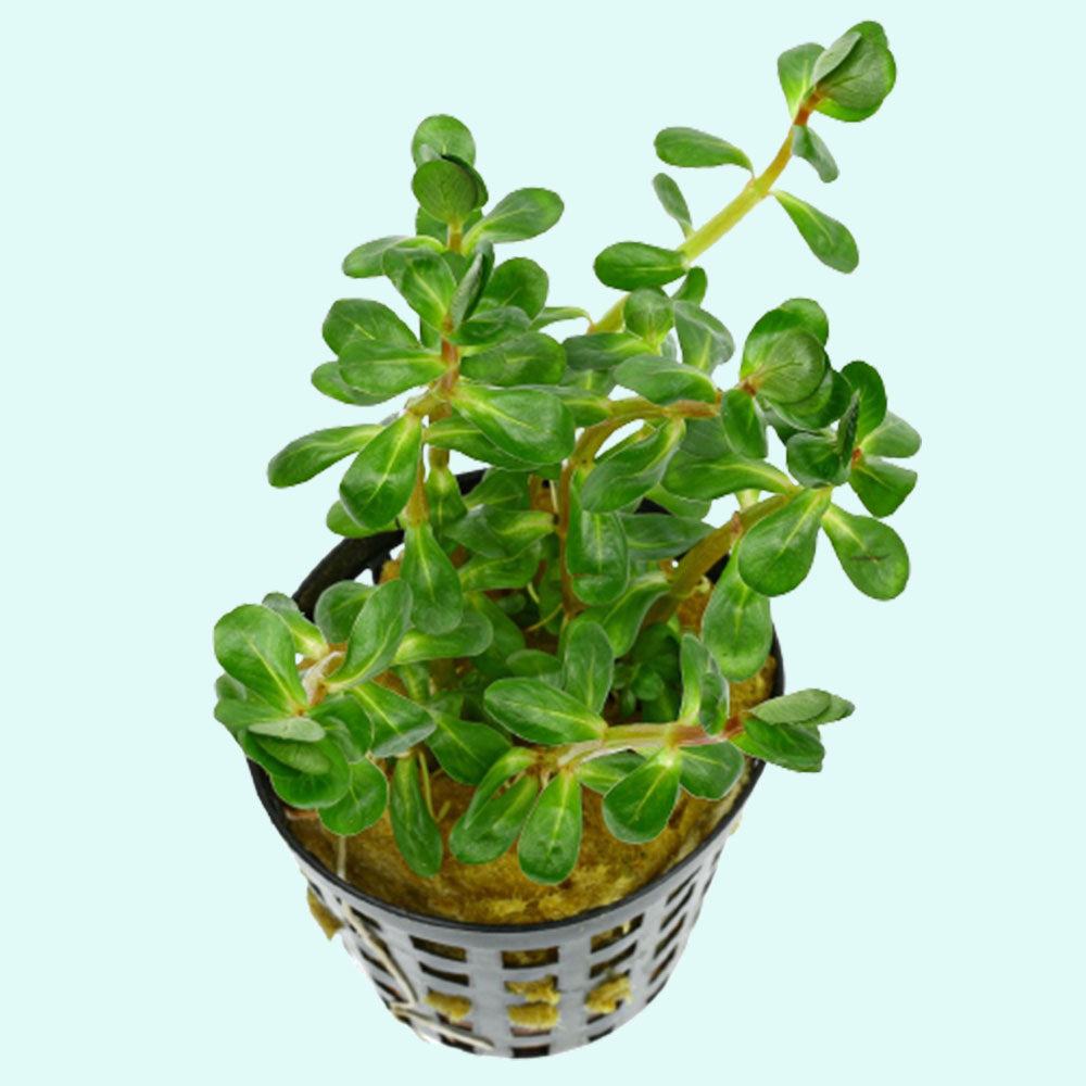Premium Assorted Mixed Plant Bunch, colorful tank plants, USA.
