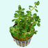 Premium Assorted Mixed Plant Bunch, colorful tank plants, USA.