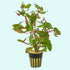 Premium Mixed Plant Bunch, assorted tank plants, Canton sale.